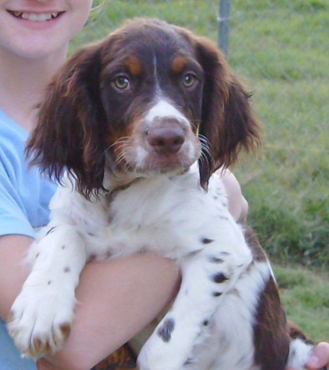 Liver Tri Brittany pup (male) American Brittanys in CLARKSON